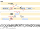 Researchers from the University of Washington Introduce Fiddler: A Resource-Efficient Inference Engine for LLMs with CPU-GPU Orchestration