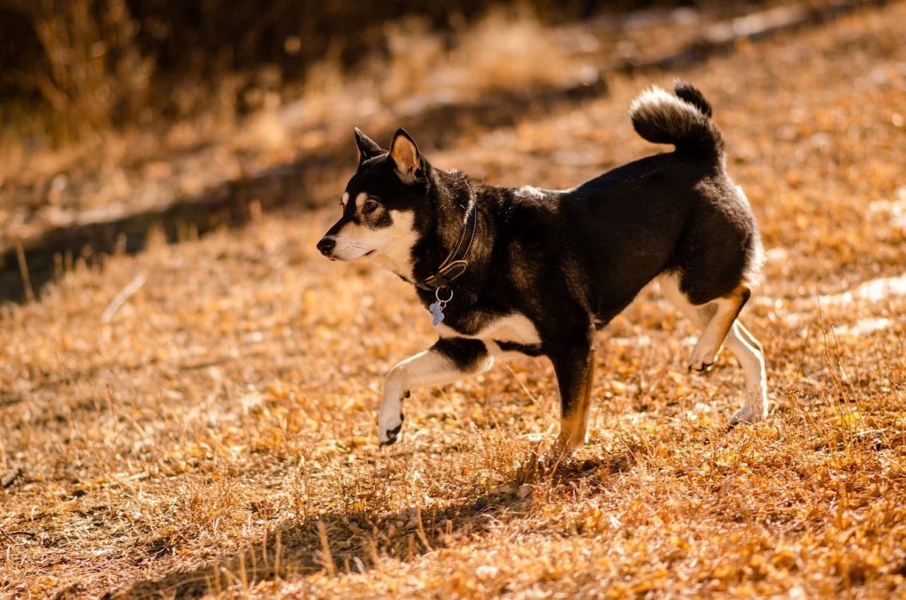 Who Moved 1 Trillion Shiba Inu Tokens? Huge Transfer Raises Eyebrows