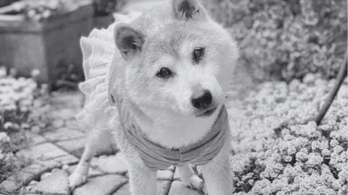 Kabosu, the Shiba Inu Behind the Iconic Meme, Dies at 18