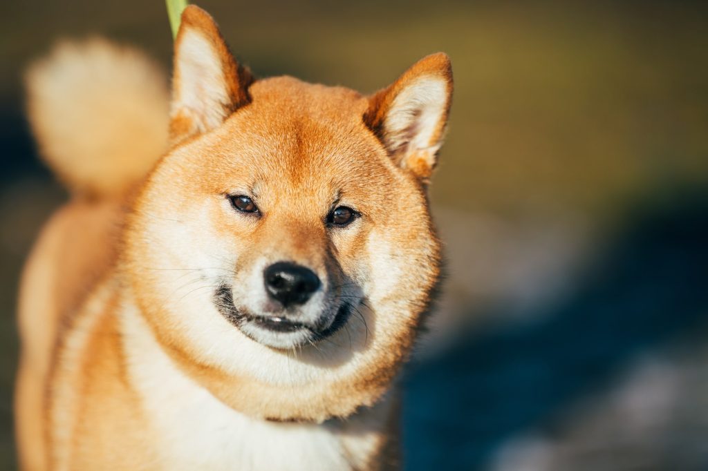 Major Crypto Investor And Analyst Reveals Why Shiba Inu Is Destined To Make It