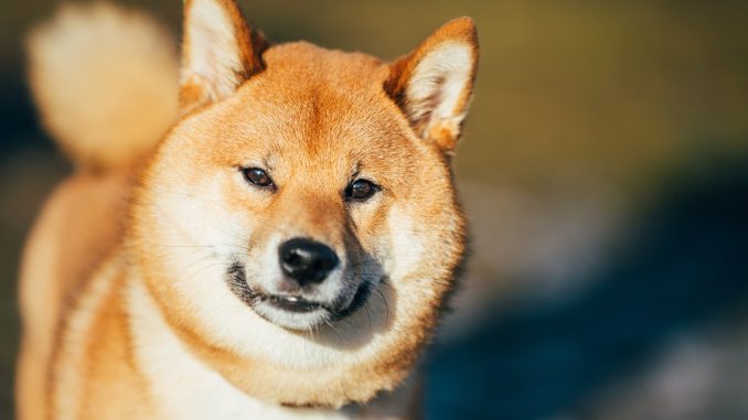 Shiba Inu