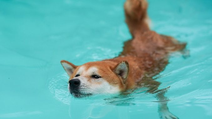 shiba inu