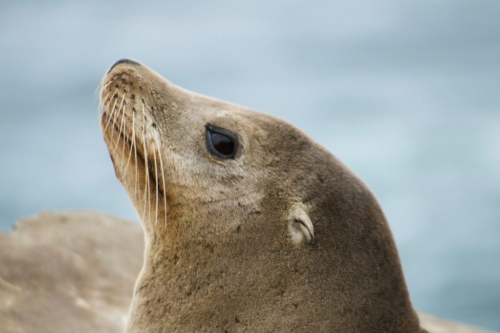 Sony and AI Singapore collaborate on SEA-LION LLMs Sony and AI Singapore collaborate on SEA-LION LLMs