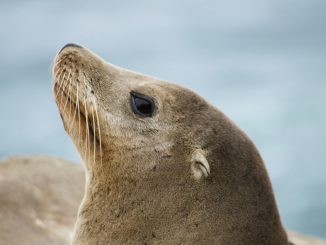 Sea lion illustrating the SEA-LION family of LLMs by Sony Research and AI Singapore.