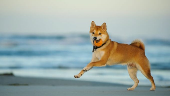 Ripple XRP, Shiba Inu, iDEGEN