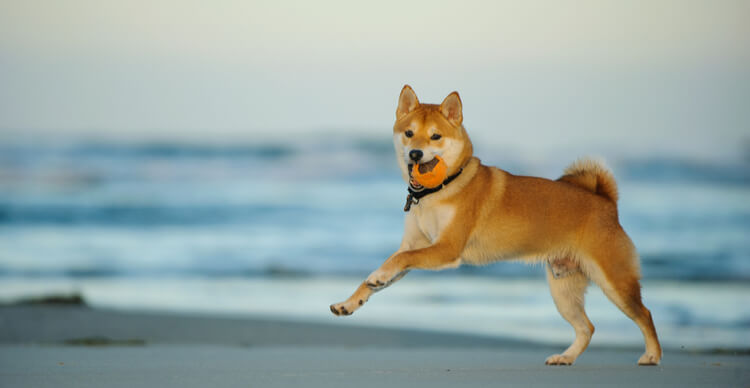 Ripple XRP, Shiba Inu, iDEGEN Ripple XRP, Shiba Inu, iDEGEN