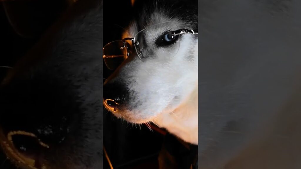 Swag🤟🤘💯 #ai #dogs #shorts #viral #news #newsong #fb #youtube