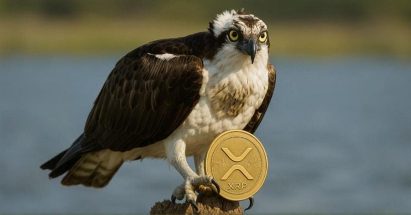 REX-Osprey to debut first XRP ETF in the US this week REX-Osprey to debut first XRP ETF in the US this week
