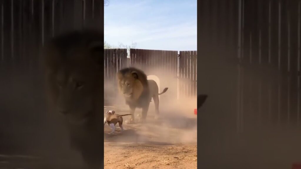 Lion vs  Dog Face Off #wildlife #backyardattack #wildliferescue #lion#ai #news  #animals #fypシ